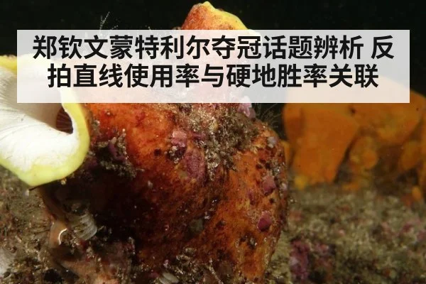 郑钦文蒙特利尔夺冠话题辨析 反拍直线使用率与硬地胜率关联